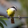 Great Kiskadee