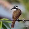 Great Kiskadee