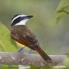 Great Kiskadee