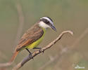 Great Kiskadee