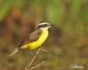 Great Kiskadee