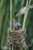 Great Reed Warbler and Cuckoo