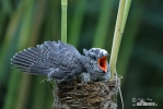 Great Reed Warbler and Cuckoo