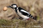 Great Spotted Woodpecker