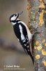 Great Spotted Woodpecker