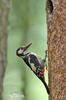 Great Spotted Woodpecker