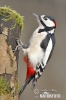 Great Spotted Woodpecker