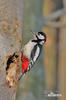 Great Spotted Woodpecker