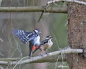 Great Spotted Woodpecker