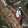 Great Spotted Woodpecker