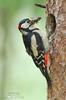 Great Spotted Woodpecker