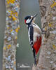 Great Spotted Woodpecker