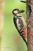 Great Spotted Woodpecker