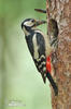 Great Spotted Woodpecker