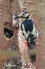 Great Spotted Woodpecker