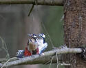 Great Spotted Woodpecker
