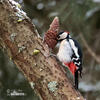 Great Spotted Woodpecker