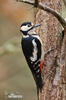 Great Spotted Woodpecker