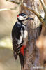 Great Spotted Woodpecker