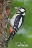 Great Spotted Woodpecker