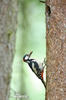 Great Spotted Woodpecker