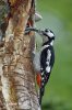 Great Spotted Woodpecker