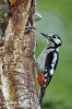 Great Spotted Woodpecker