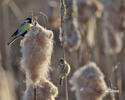 Great Tit