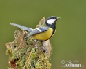 Great Tit