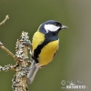 Great Tit