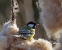 Great Tit