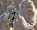 Great Tit