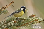 Great Tit