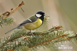 Great Tit