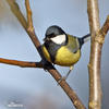 Great Tit