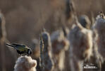 Great Tit