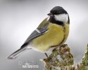 Great Tit