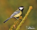 Great Tit