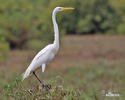 Great White Egret