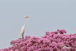 Great White Egret