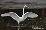 Great White Egret