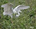 Great White Egret