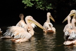 Great White Pelican