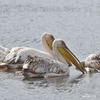 Great White Pelican