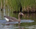 Greated White-fronted Goose