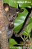 Greater Galago