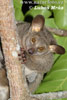 Greater Galago