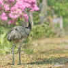 Greater Rhea