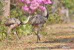 Greater Rhea