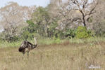 Greater Rhea